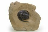 Diademaproetus Trilobite - Foum Zguid, Morocco #312717-4